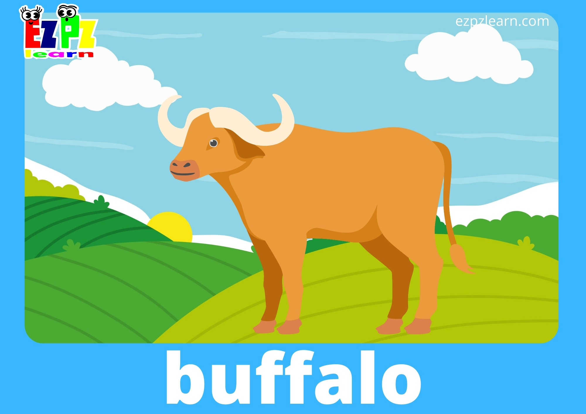 buffalo